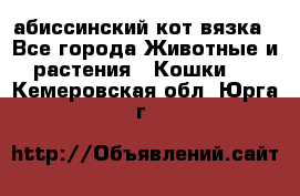 абиссинский кот вязка - Все города Животные и растения » Кошки   . Кемеровская обл.,Юрга г.